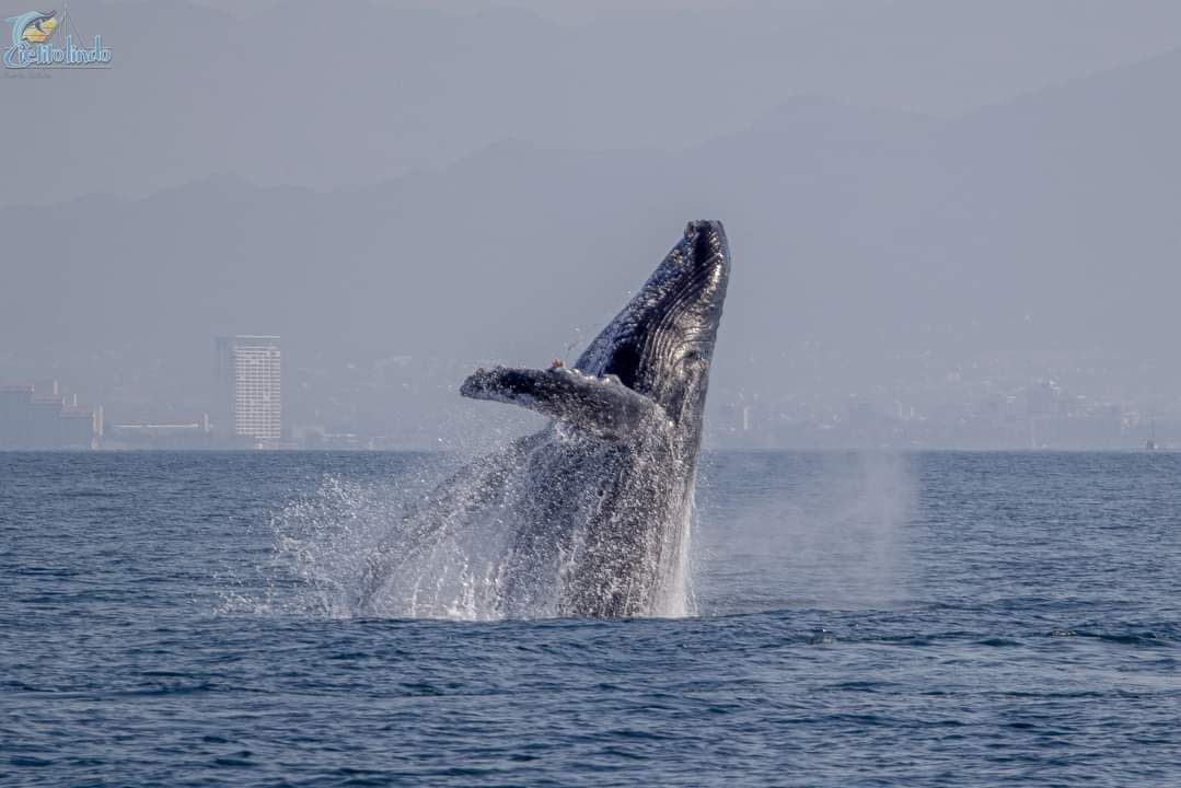 Avistamiento de Ballenas